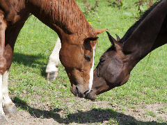 Horsepartner photo