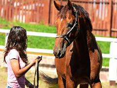 Horsepartner photo