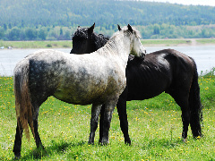 Horsepartner photo