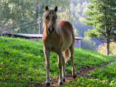 Horsepartner photo