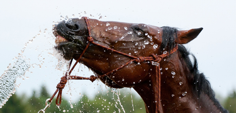 Horsepartner photo