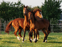 Horsepartner photo