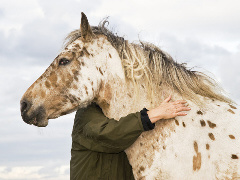 Horsepartner photo