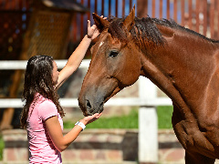 Horsepartner photo