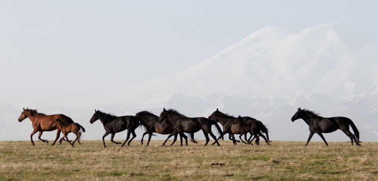 Horsepartner photo